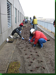 5_students_installing_green_roof