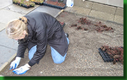 6_gw_student_installing_gren_roof_in_november_2008