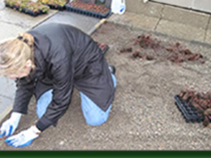 6_gw_student_installing_gren_roof_in_november_2008